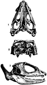 Skull of Chlamydosaurus kingii (old male), showing much differentiated teeth. 1, ventral aspect; 2, posterior; 3, profile, showing the enormous process at the hinder end of the lower jaw.