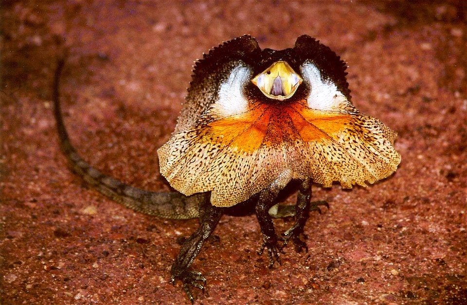 Kragenechse (Chlamydosaurus kingii)