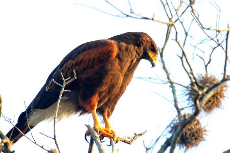 Harris's Hawks are common at Santa Ana, and often permit photographers to get relatively close. Photo credit: Marvin DeJong/USFWS photo
