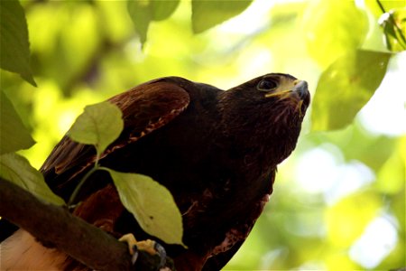 Credit: Chris Poulin/ USFWS Trained harris's hawk at the 2010 Boy Scout Jamboree. photo