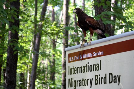 Credit: Chris Poulin/ USFWS Trained harris's hawk on the Conservation Trail. photo