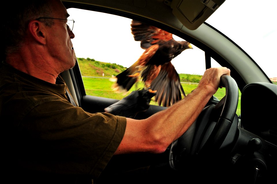 SPANGDAHLEM AIR BASE, Germany – Roland Leu, 52nd Fighter Wing falconer, throws his hunting falcon out of his patrol car on Perimeter Road here July 31. Leu is the wing’s only falconer and he uses his 