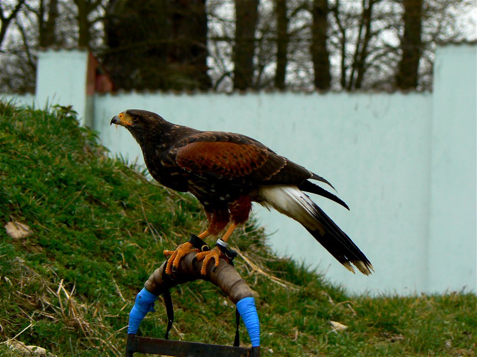 Harris's Hawk at Zoo Ohrada, Hluboká nad Vltavou, Czech Republic