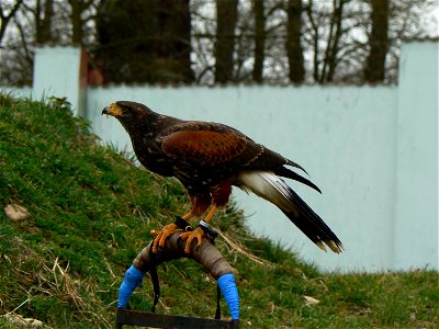 Harris's Hawk at Zoo Ohrada, Hluboká nad Vltavou, Czech Republic photo