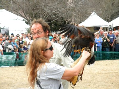 Harris Hawks aren't like most raptors when it comes to hunting, they actually to hunt in small groups similar to the way wolves and other pack animals do. photo