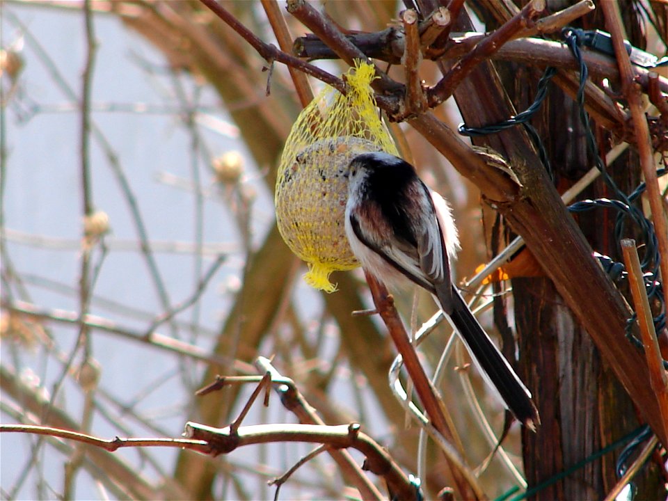Aegithalos caudatus. Location: Germany (q.v. de:Datei:Rotkehlchen.JPG)
