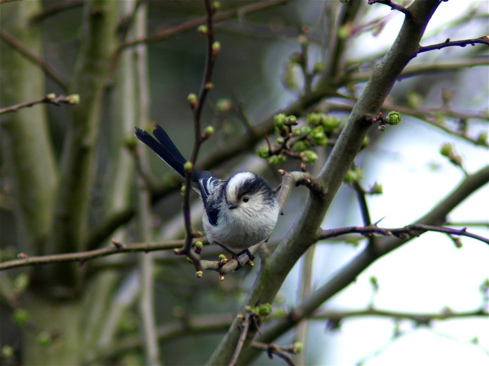 Aegithalos caudatus Schwanzmeise.