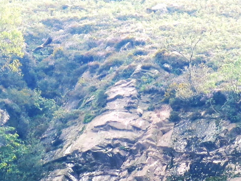 Vultures on a cliff near Saint-Martin-d'Arrossa (Pyrénées-Atlantiques, France).
