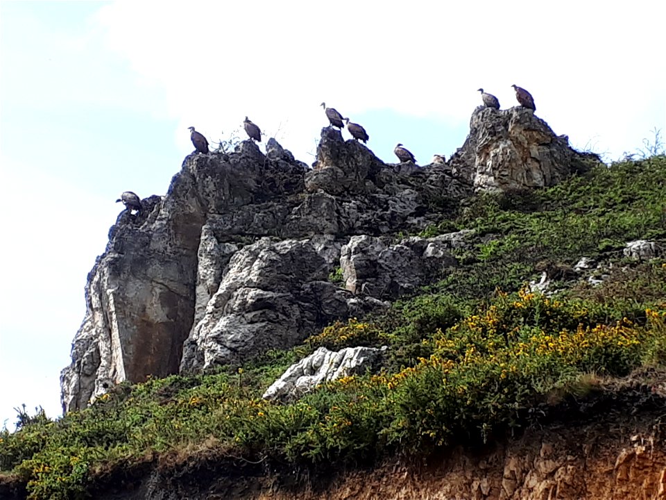 Vultures on rocks near Urepel (Pyrénées-Atlantiques, France).