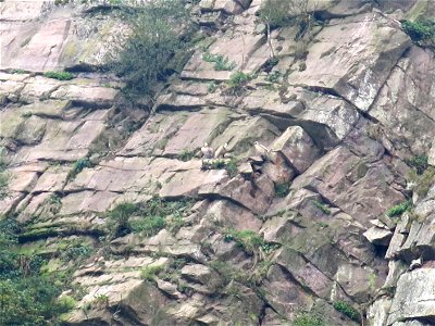 Vultures on a cliff near Saint-Martin-d'Arrossa (Pyrénées-Atlantiques, France). photo