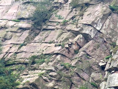 Vultures on a cliff near Saint-Martin-d'Arrossa (Pyrénées-Atlantiques, France).