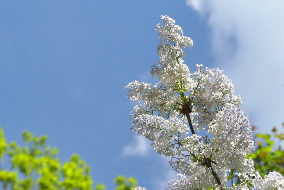 Season nature plant photo