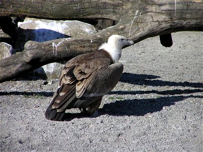 A Griffon Vulture at the zoo in Berne, Switzerland. I took this photograph on March 16, 2005 with an Olympus C750 UZ digital camera. photo