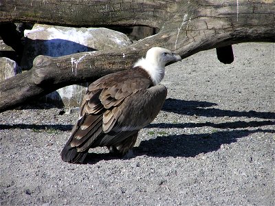 A Griffon Vulture at the zoo in Berne, Switzerland. I took this photograph on March 16, 2005 with an Olympus C750 UZ digital camera.
