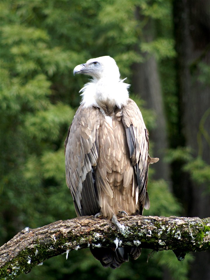 Gänsegeier im Tierpark Bern