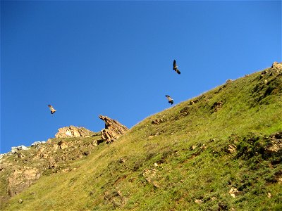 Buitres en el Parque Natural de las Ubiñas la Mesa. photo
