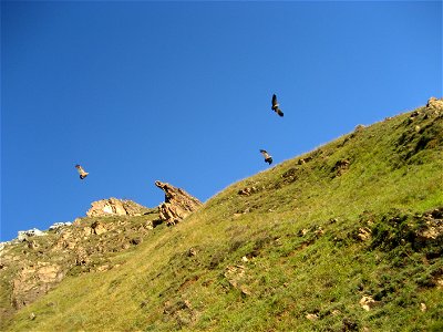 Buitres en el Parque Natural de las Ubiñas la Mesa.