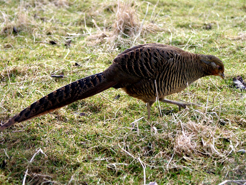 Golden Pheasant (Chrysolophus pictus) in captivity in Svalöv, Sweden