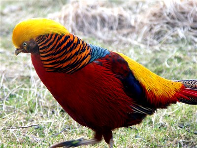 Golden Pheasant (Chrysolophus pictus) in captivity in Svalöv, Sweden.
