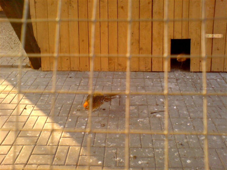 Bażant złocisty (samica) w raciborskim mini-zoo.