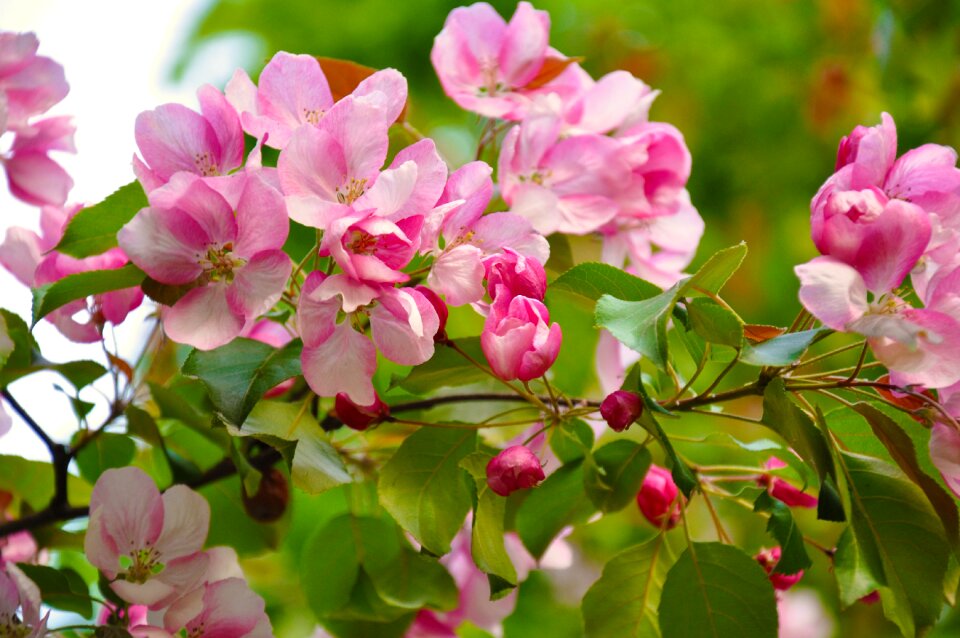 Flowering tree tree branch