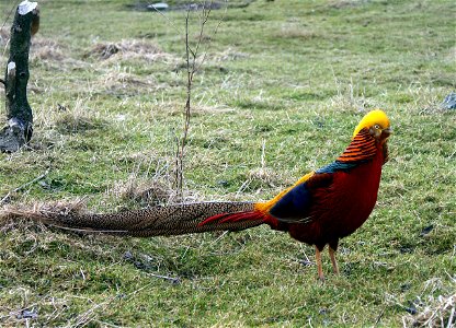 Golden Pheasant (Chrysolophus pictus) in captivity in Svalöv, Sweden.