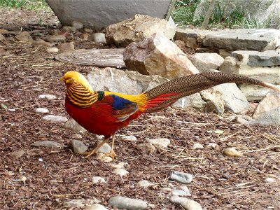 Male Golden Pheasant in the Smithsonian National Zoological Park in Washington.