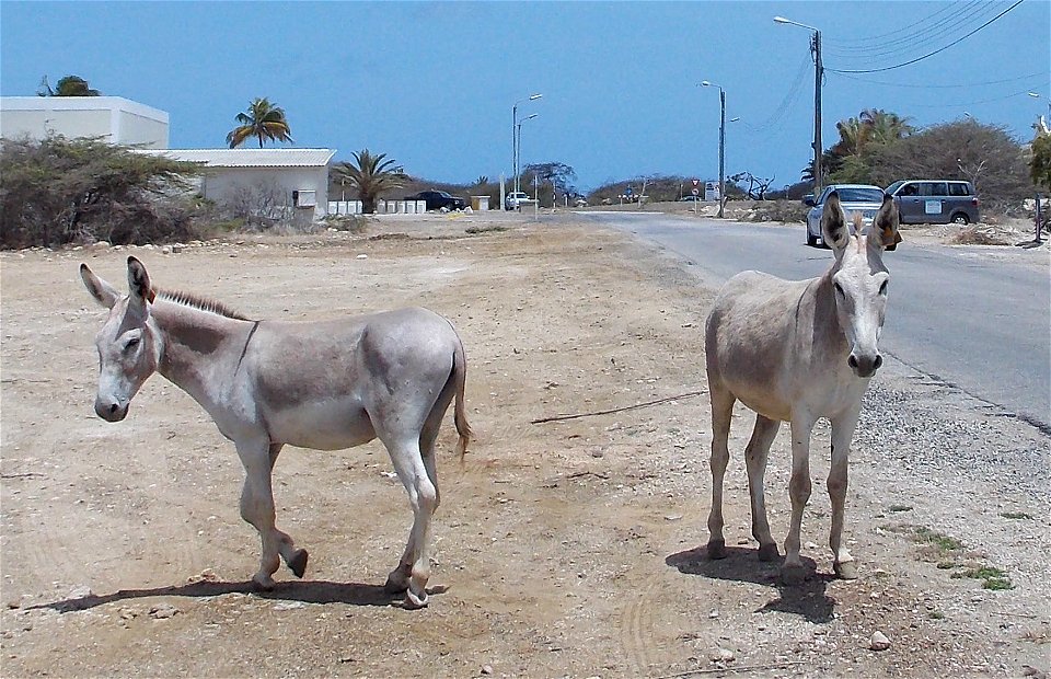 Photo depicting Bonaire's Critically-Endangered Nubian Wild Ass