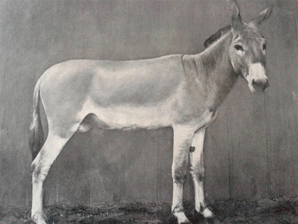 Nubian Wild Ass, at the Berlin Zoological Gardens (1899).