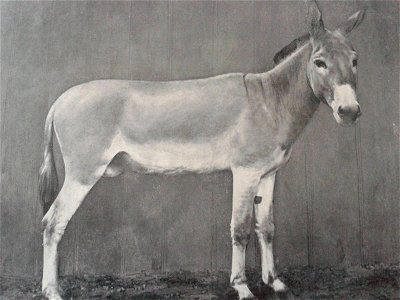 Nubian Wild Ass, at the Berlin Zoological Gardens (1899).