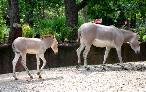 Somali Wild Ass (Equus africanus somalicus) mother and foal