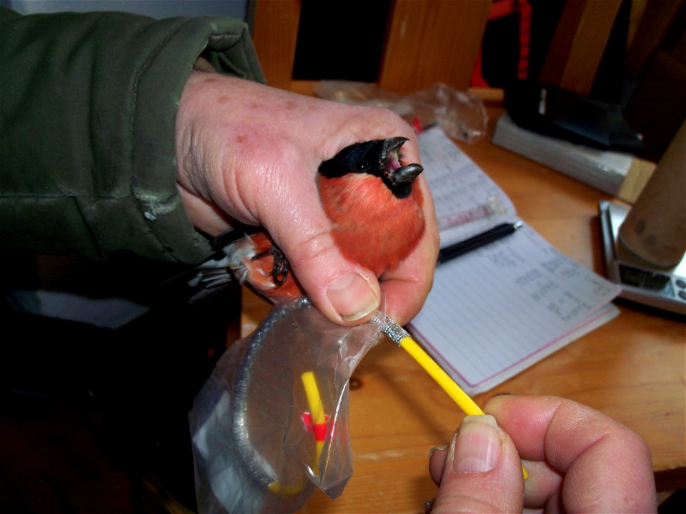 A Eurasian Bullfinch (Pyrrhula pyrrhula) ringed by a private marker in Lina Nature Reserve outside of Södertälje in Stockholm County in Sweden, January 2012.
