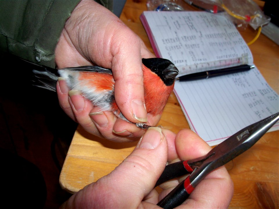 A Eurasian Bullfinch (Pyrrhula pyrrhula) ringed by a private marker in Lina Nature Reserve outside of Södertälje in Stockholm County in Sweden, January 2012.