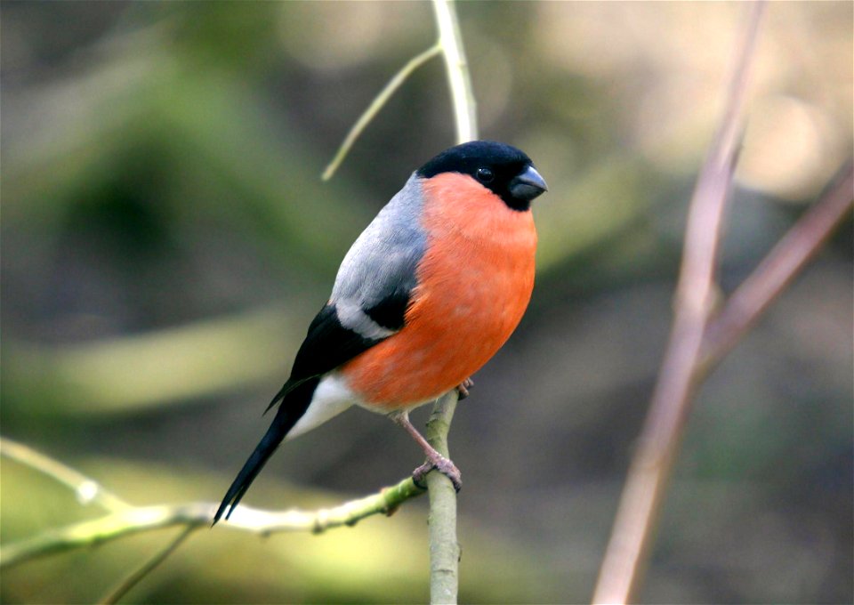 Eurasian bullfinch (Pyrrhula pyrrhula), male