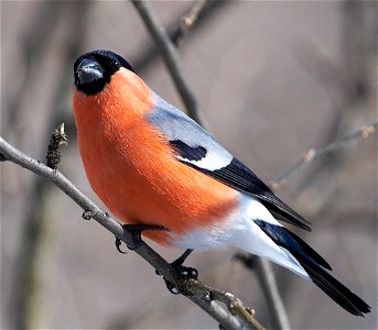 male of Eurasian bullfinch