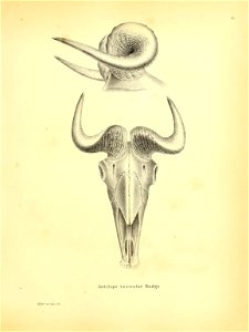Antilope taxicolor Hodgs 

HrOrf.U njzt-.-fbc.