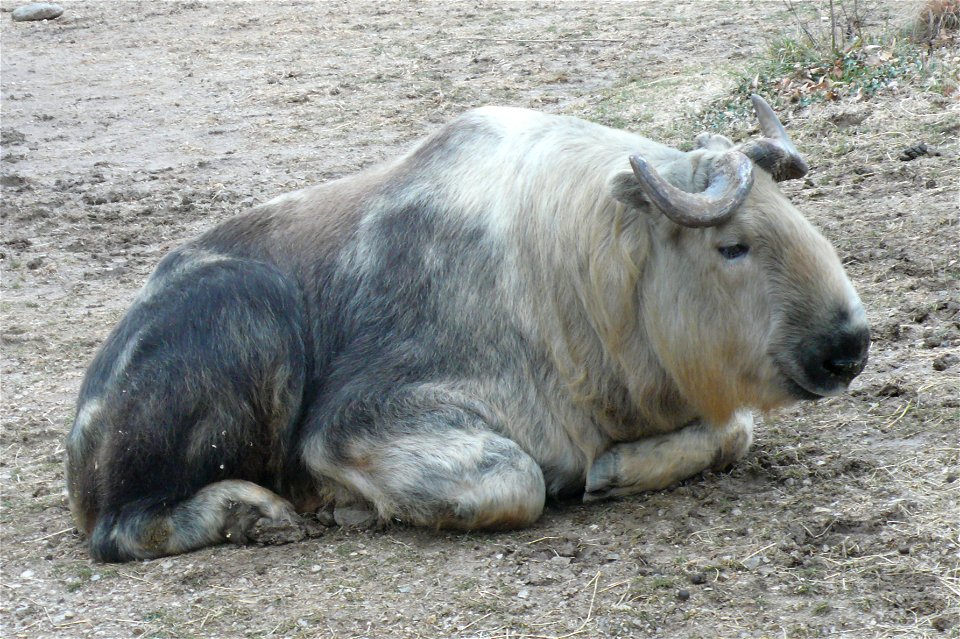 Takin (Budorcas taxicolor)