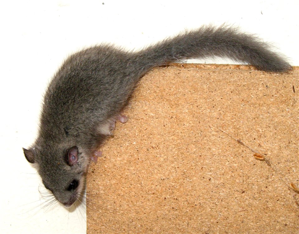Edible Dormouse, Glis glis
