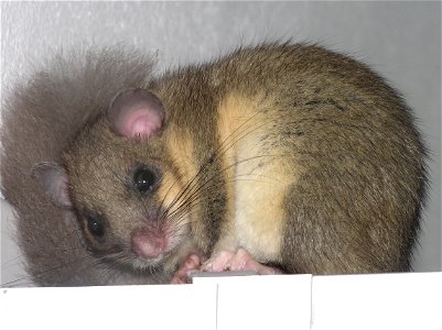 Siebenschläfer Glis glis
Nachtaktives Nagetier
Eigene Aufnahme 2004

Landhaus Oberösterreich