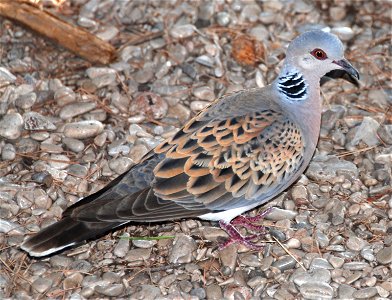 Turtle Dove