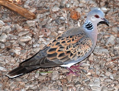 Turtle Dove photo