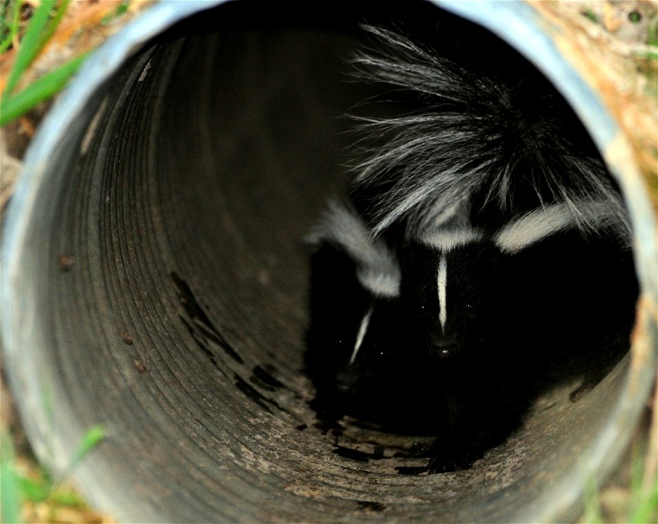 Striped skunk kits.  Photo by Keith Penner