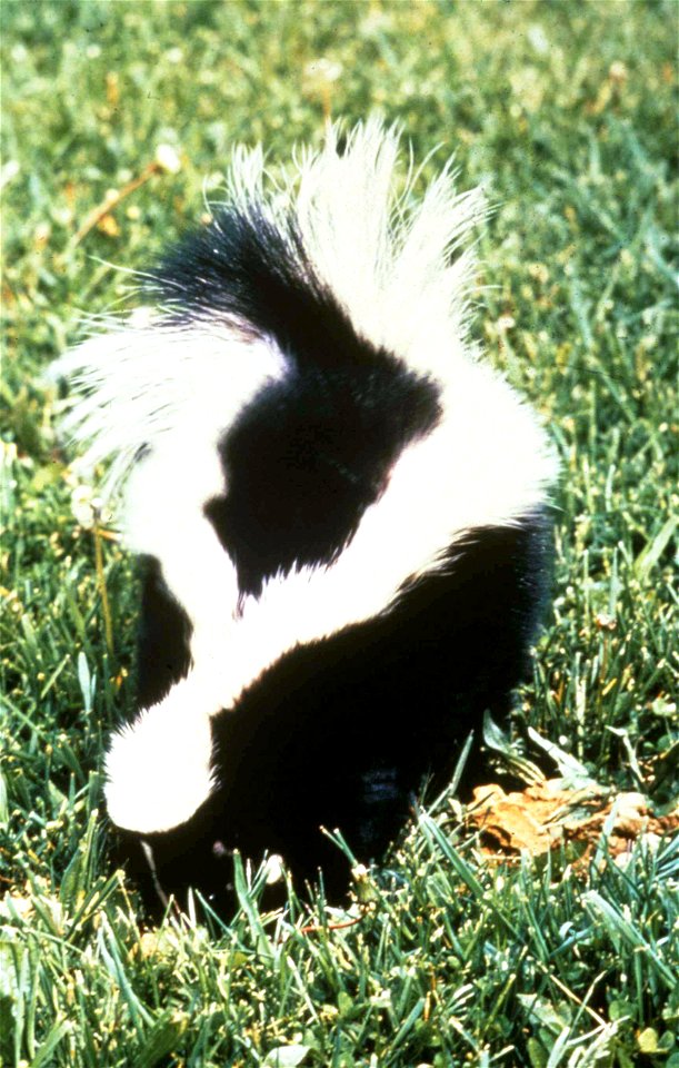 Image title: Back of striped skunk mephitis mephitis
Image from Public domain images website, http://www.public-domain-image.com/full-image/fauna-animals-public-domain-images-pictures/ferrets-skunks-p