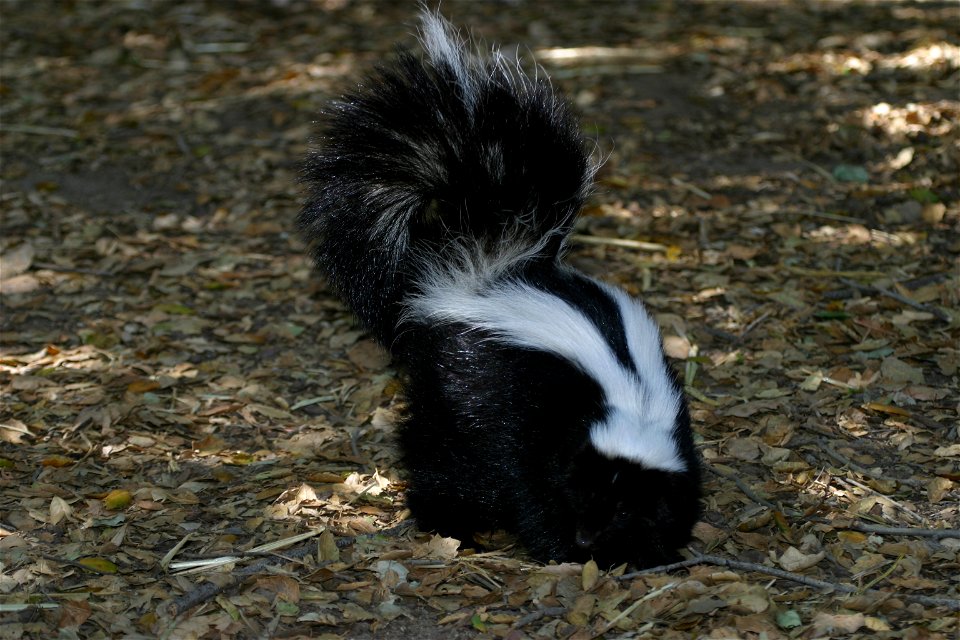 Skunk