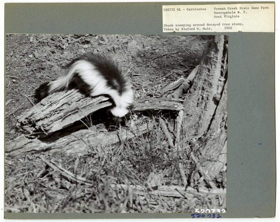 Rodents: General - All States