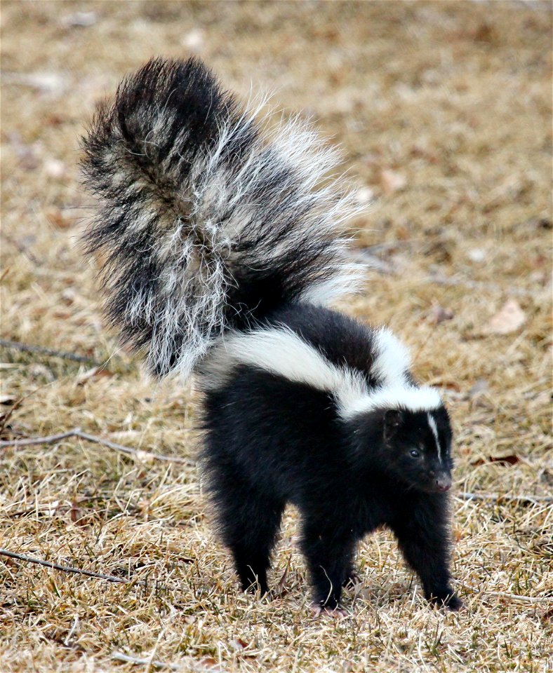 Skunk (Mephitis mephitis) in defensive posture with erect and puffed tail, indicating that they may be about to spray.
