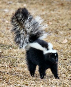 Skunk (Mephitis mephitis) in defensive posture with erect and puffed tail, indicating that they may be about to spray.