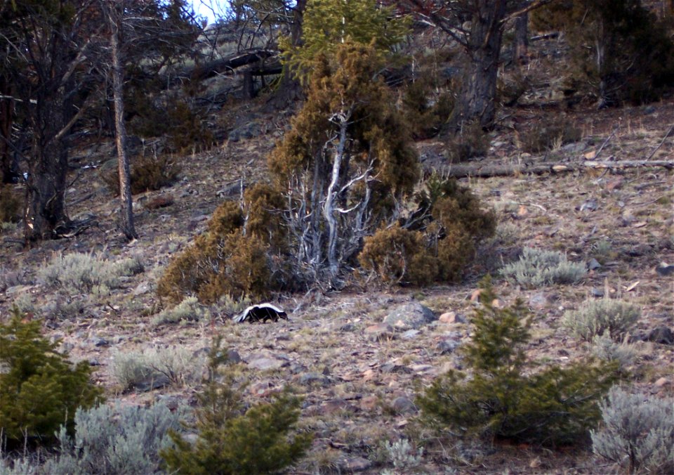 Skunk near Geode Creek