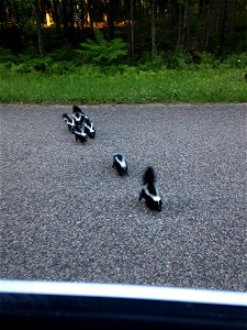 Check out these little stinkers spotted at Necedah National Wildlife Refuge in Wisconsin! It takes about three months for young skunks to mature and develop their signature musk. Photo by Nikki Horne photo