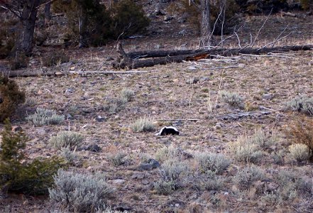 Skunk near Geode Creek